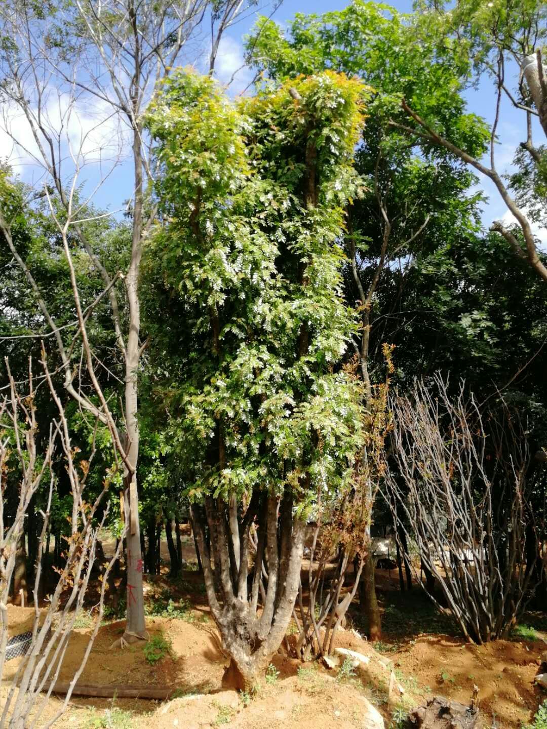 大清香木树,需要的面谈        