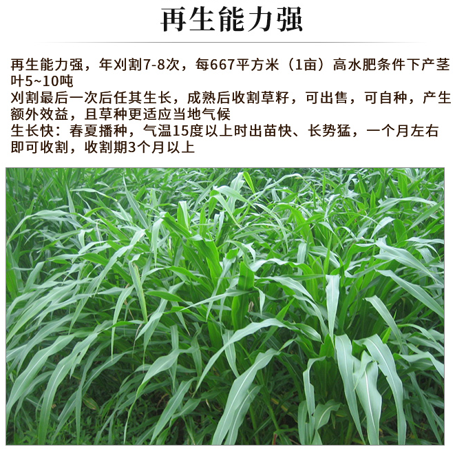 墨西哥玉米草