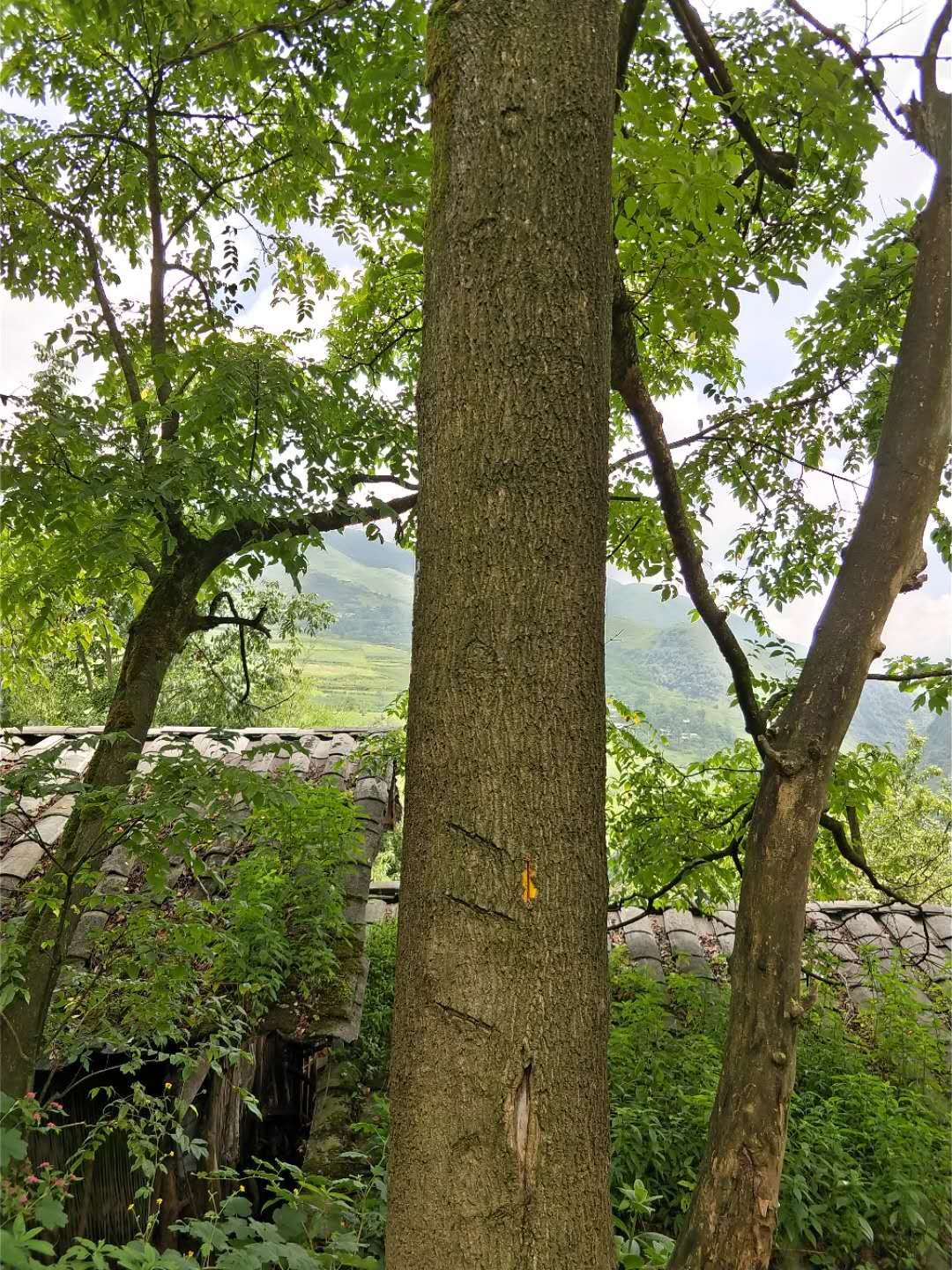 黄柏
