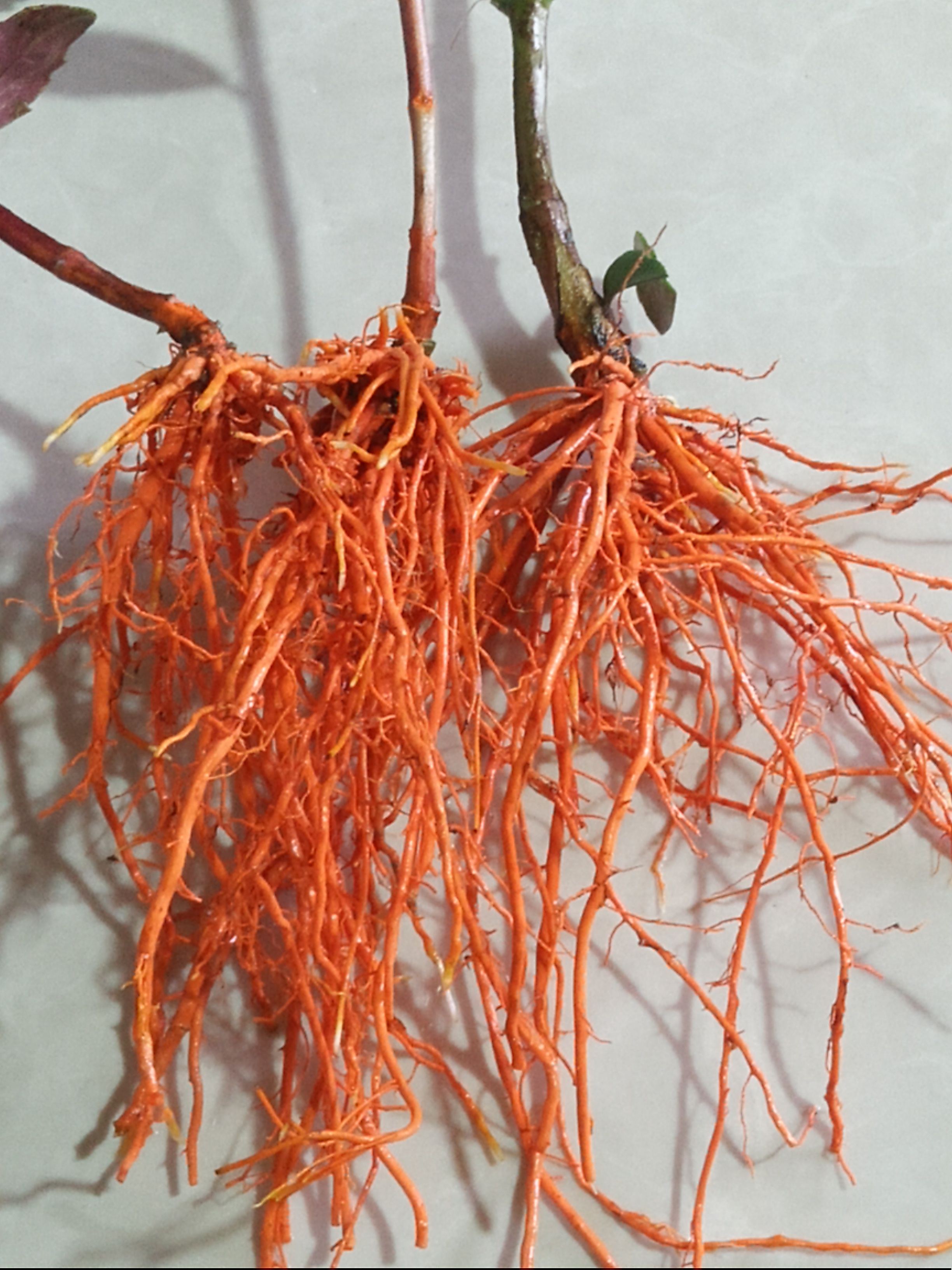 红根野蚕豆种子