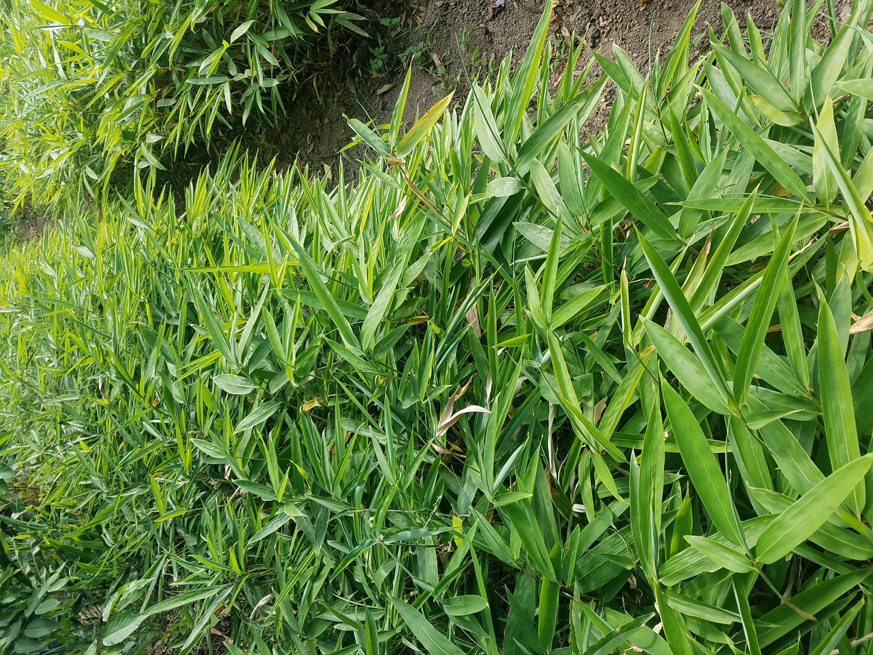 方竹苗