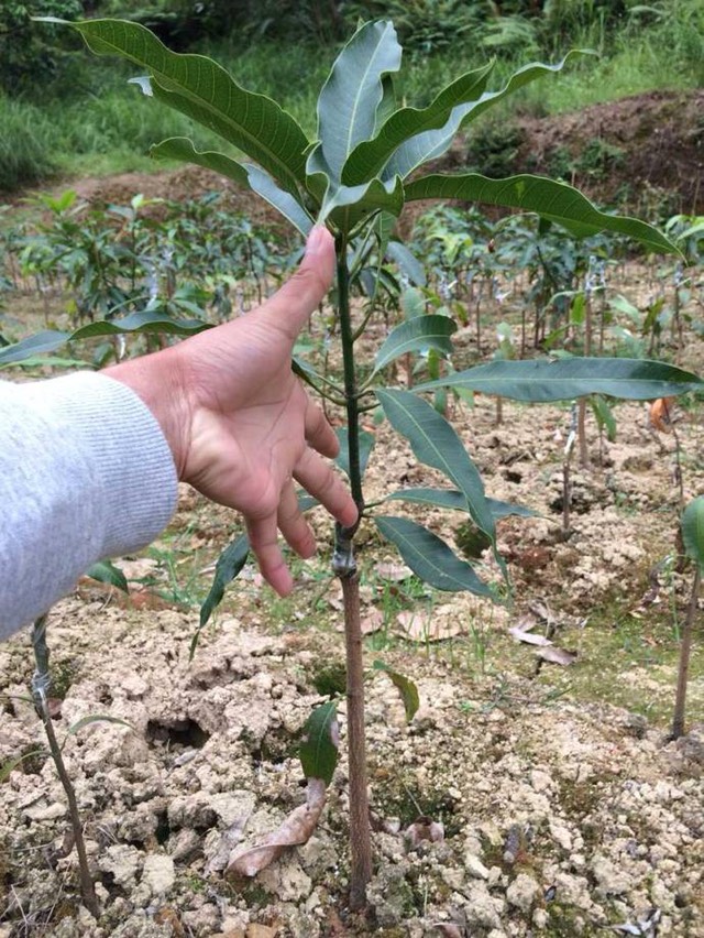 四季芒果苗 【带土带叶】四季芒果树苗 嫁接果树苗 四季结果 品种正宗