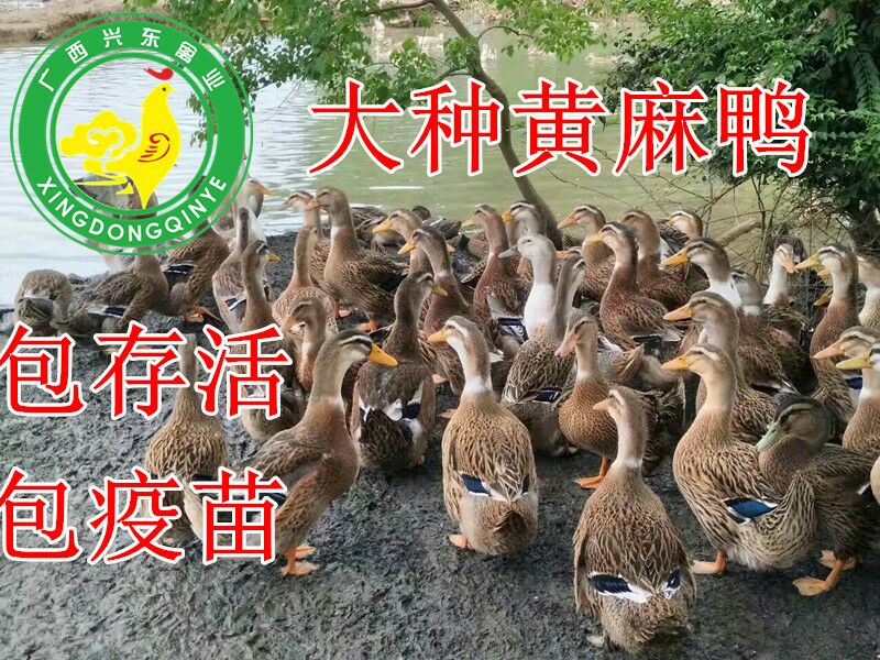 麻鸭苗 