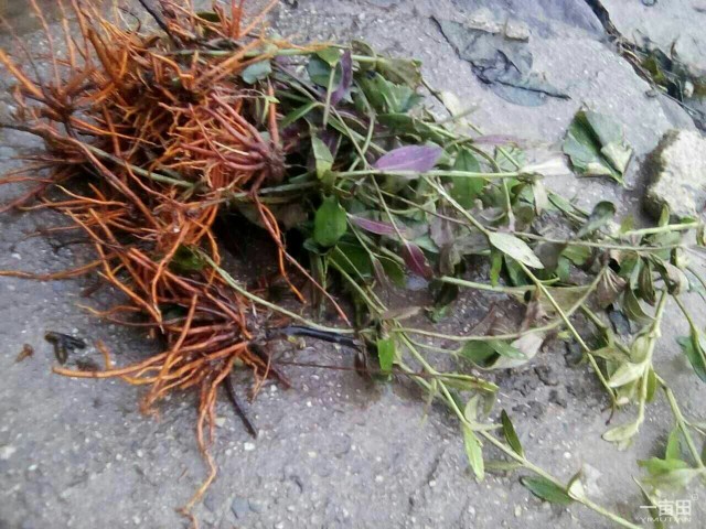 红根野蚕豆根