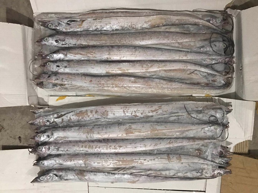 舟山带鱼 野生 0.5公斤以下批发供应_舟山带鱼