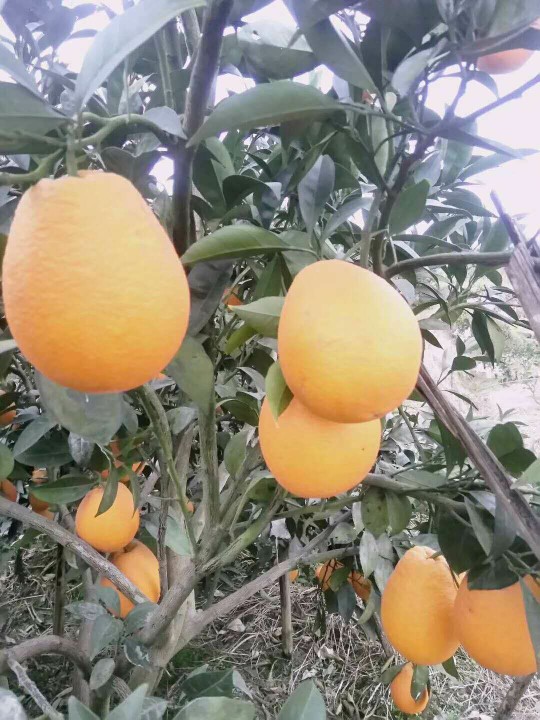 长虹橙子 7 - 7.5cm 4两以上批发供应_长虹橙子