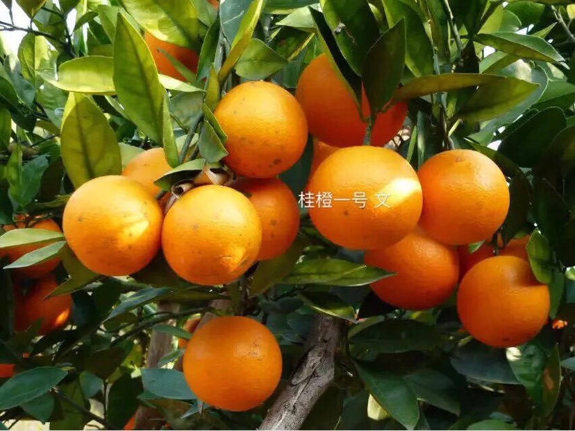鹿寨蜜橙 55mm以下 4两以下批发供应_鹿寨蜜
