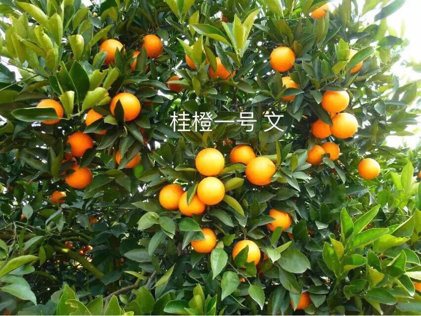 鹿寨蜜橙 55mm以下 4两以下批发供应_鹿寨蜜