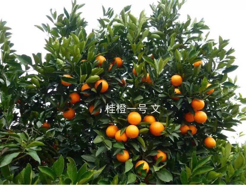 鹿寨蜜橙苗 移栽苗 1~1.5米批发供应_鹿寨蜜橙