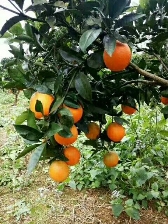 长虹橙子 7 - 7.5cm 4两以上批发供应_长虹橙子