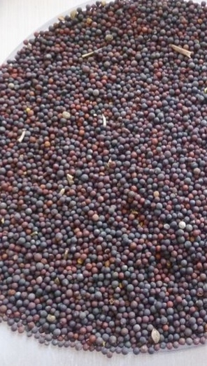 油菜籽种子 德高夏龙油菜