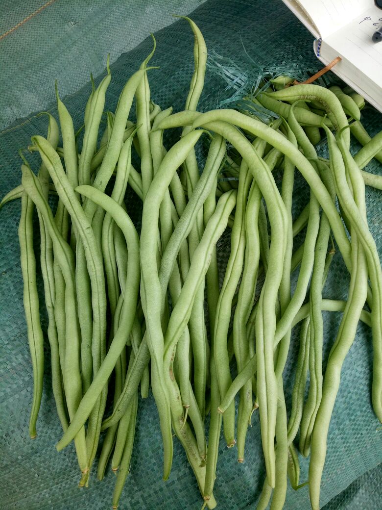 无丝豆角 15cm以上 不打冷
