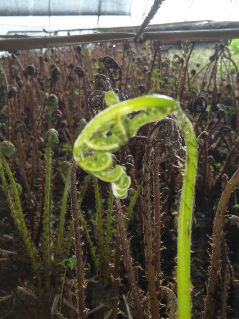 东北猴腿菜