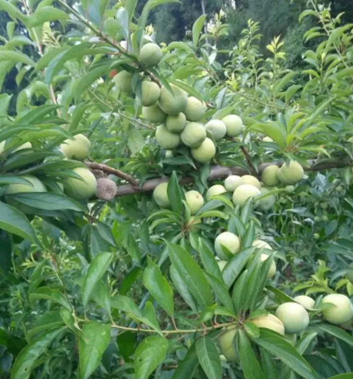 青脆李苗