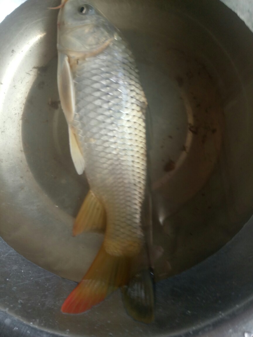 野生鲤鱼 野生 0.25-1公斤