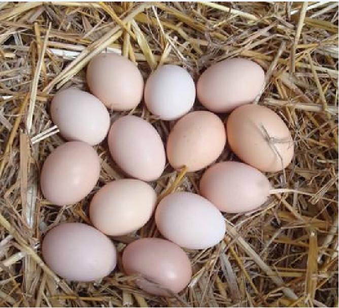 正宗农村家养鸡土鸡蛋,蛋质鲜美.    