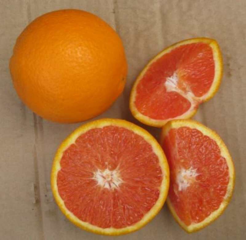 塔罗科血橙8号苗 嫁接苗 0.2~0.35米