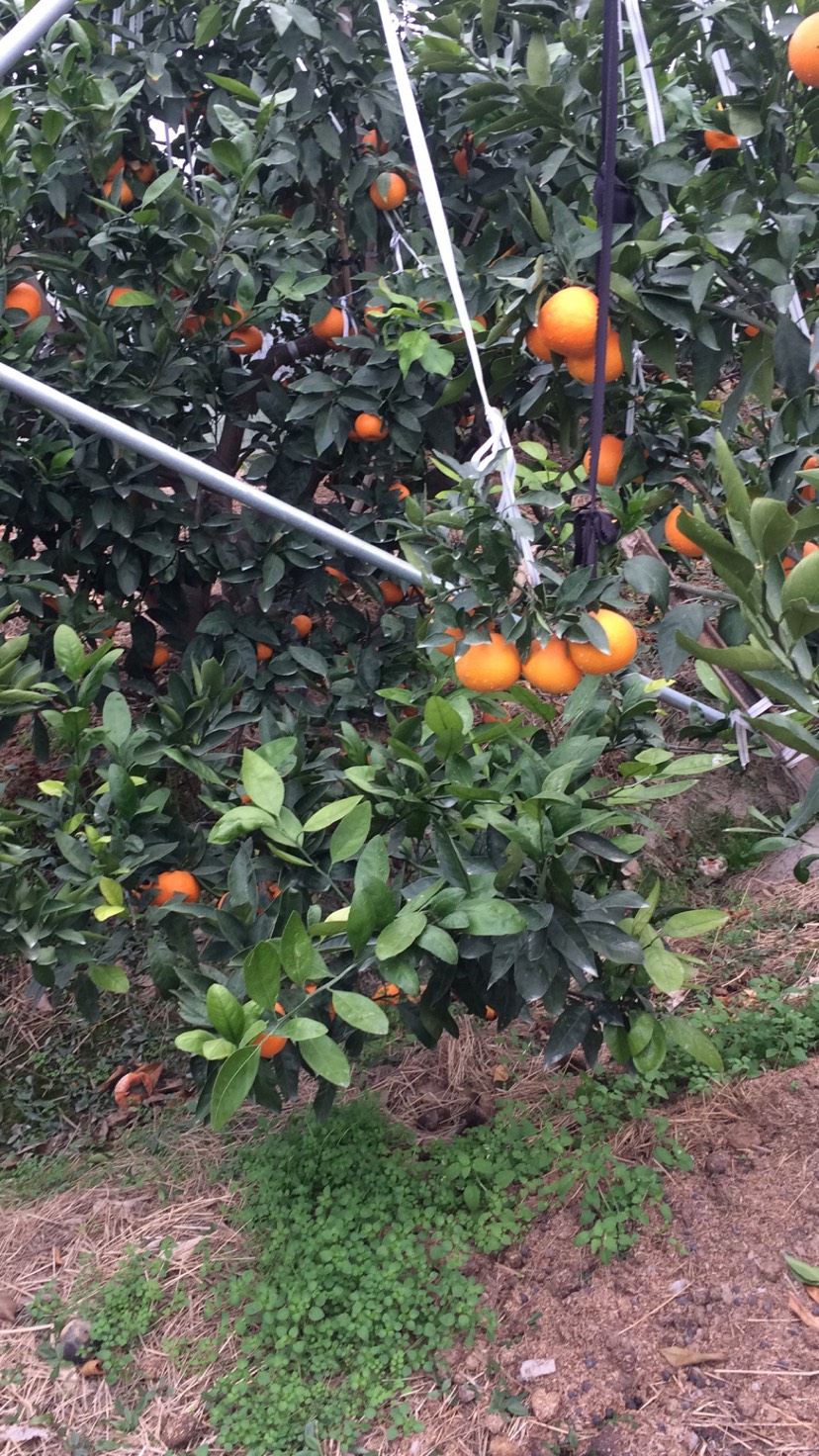 红美人柑橘苗 挂果树 0.5~1米