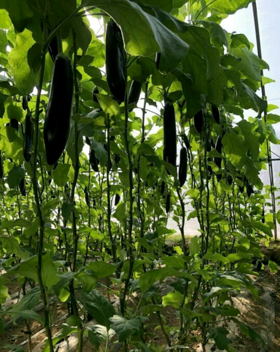 黑长茄 江苏省徐州市丰县
