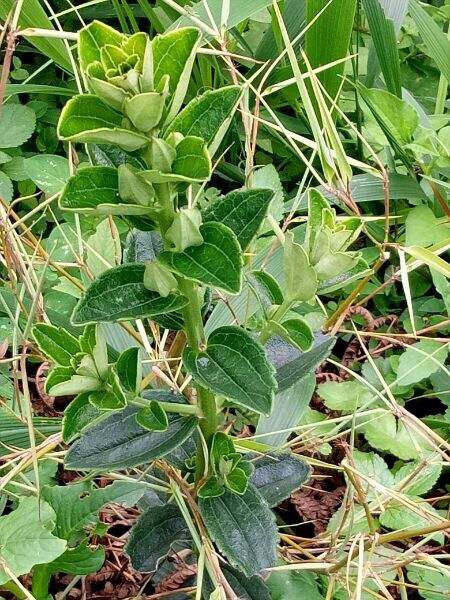 野蚕豆根活血化痰,高端药材       