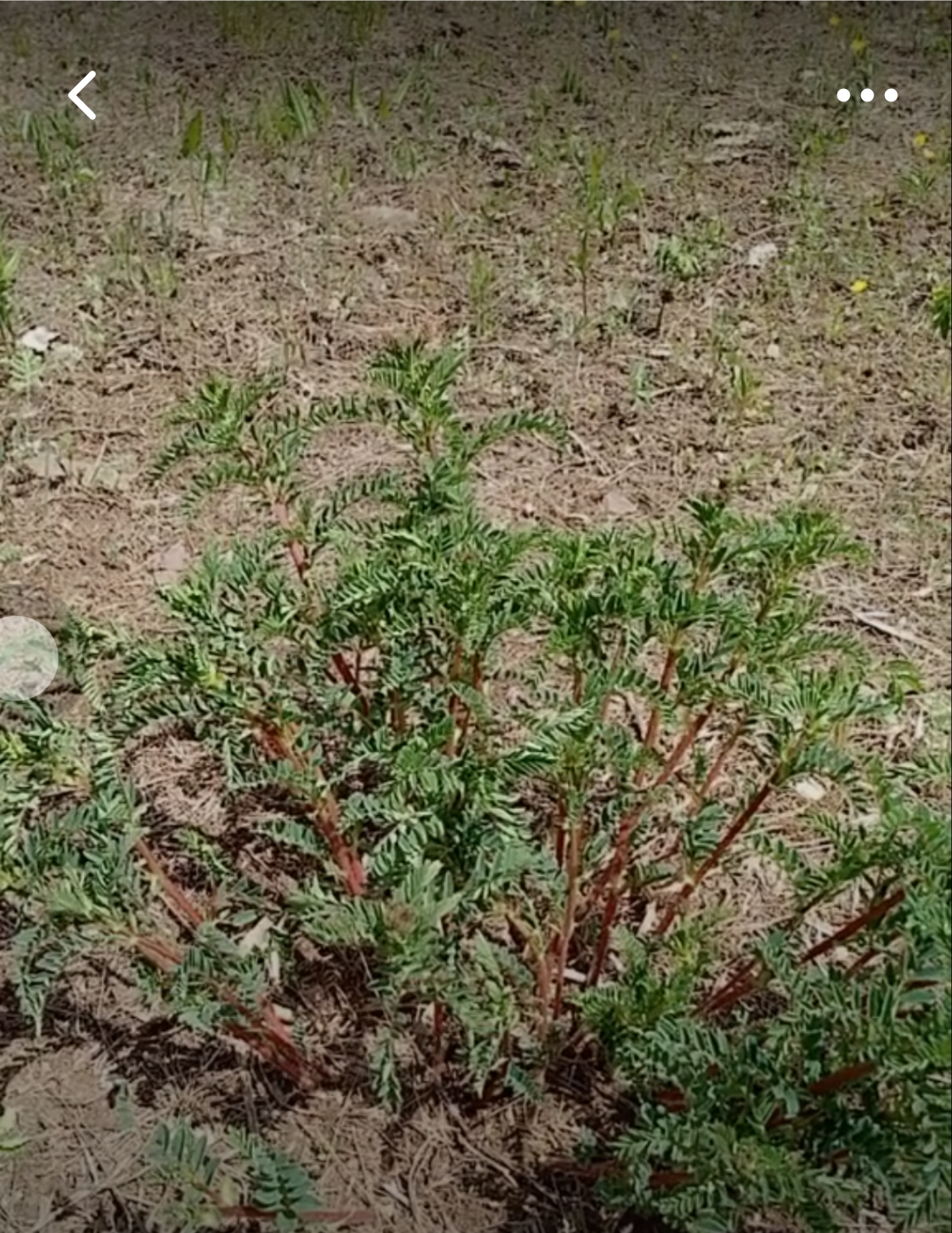 野生黄芪片