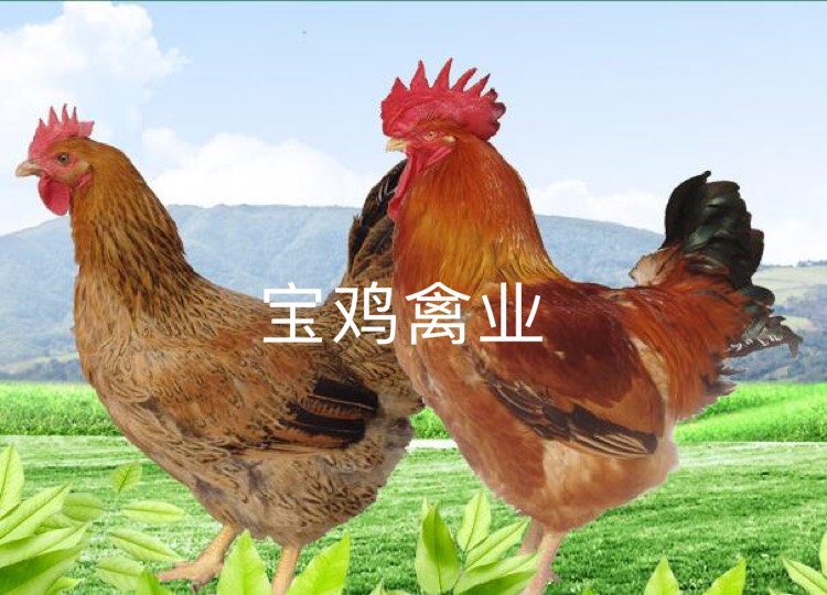 贵州省贵阳市乌当区良凤花鸡苗