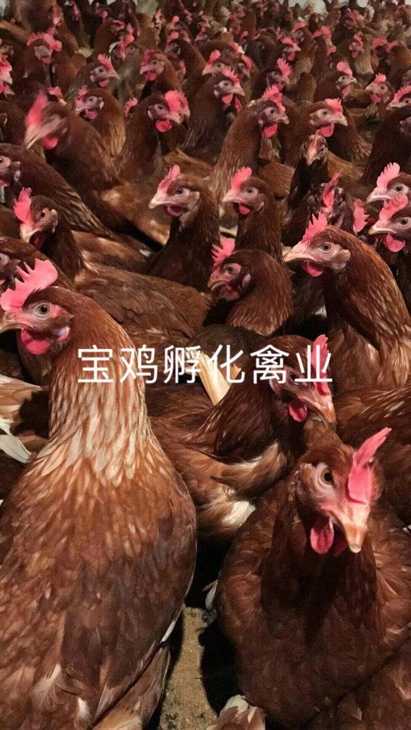 海兰褐蛋鸡苗