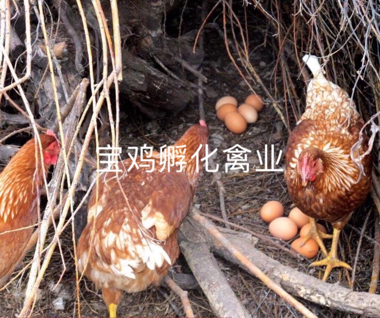 海兰褐蛋鸡苗