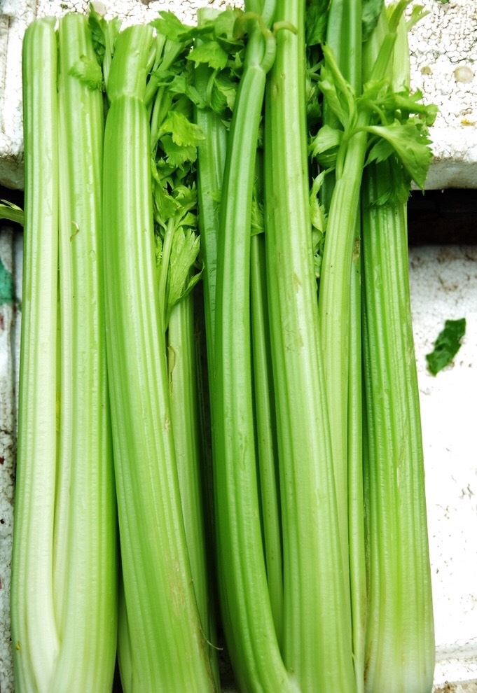 宁夏西芹 50~55cm 露天种植 0.5~1.0斤