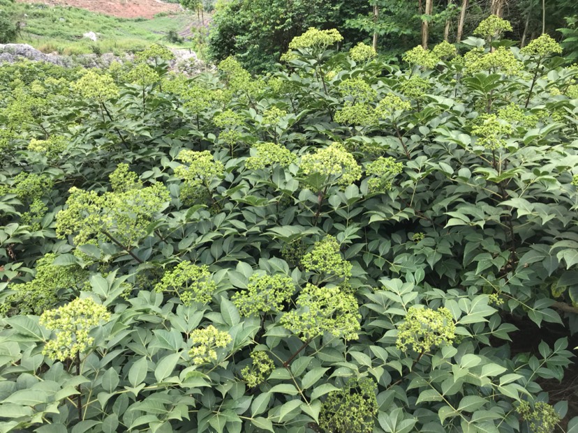 吴茱萸 