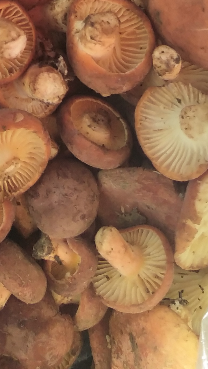 奶浆菌