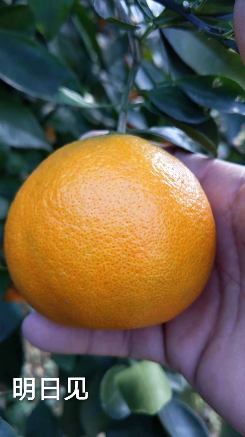 明日见柑橘苗 嫁接苗 0.5~1米