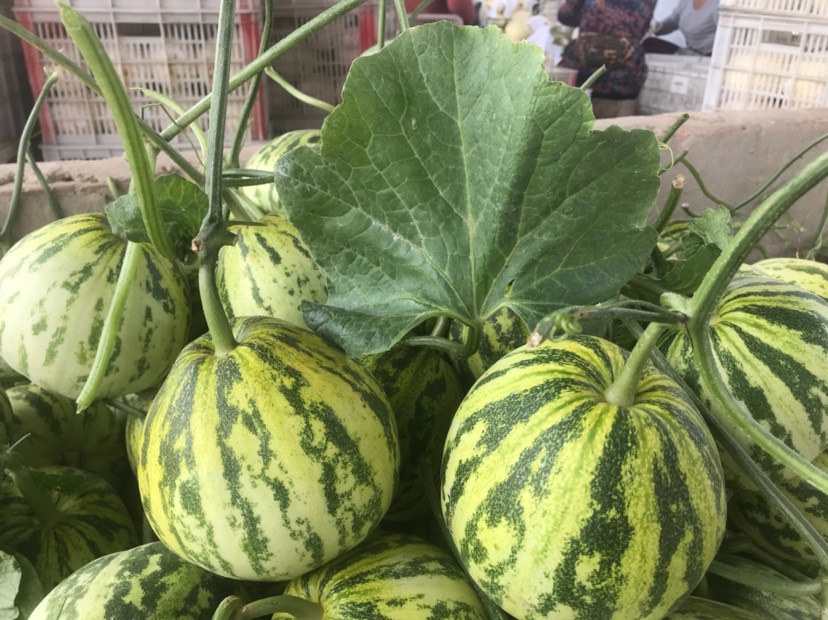 花蕾甜瓜 河南省安阳市滑县 二级果