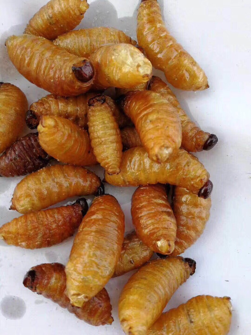 竹虫