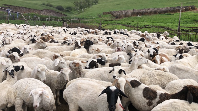 草原黑头绵羊 30-50斤