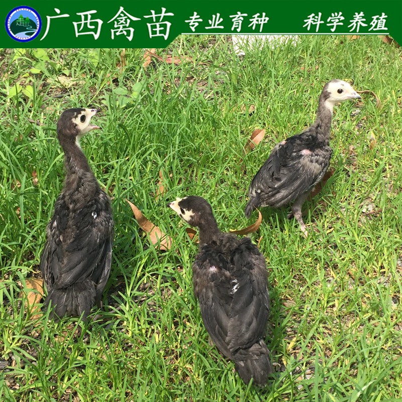 青铜火鸡 2斤以下
