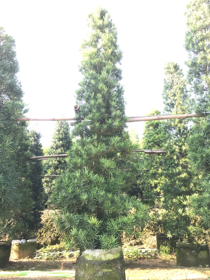 塔松