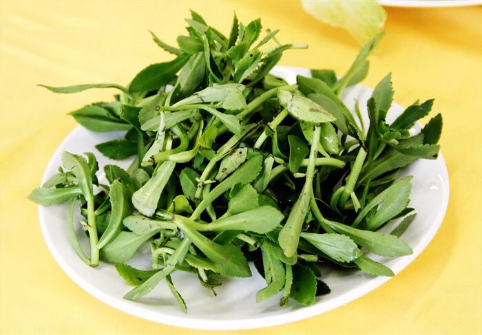 宽叶费菜 散装