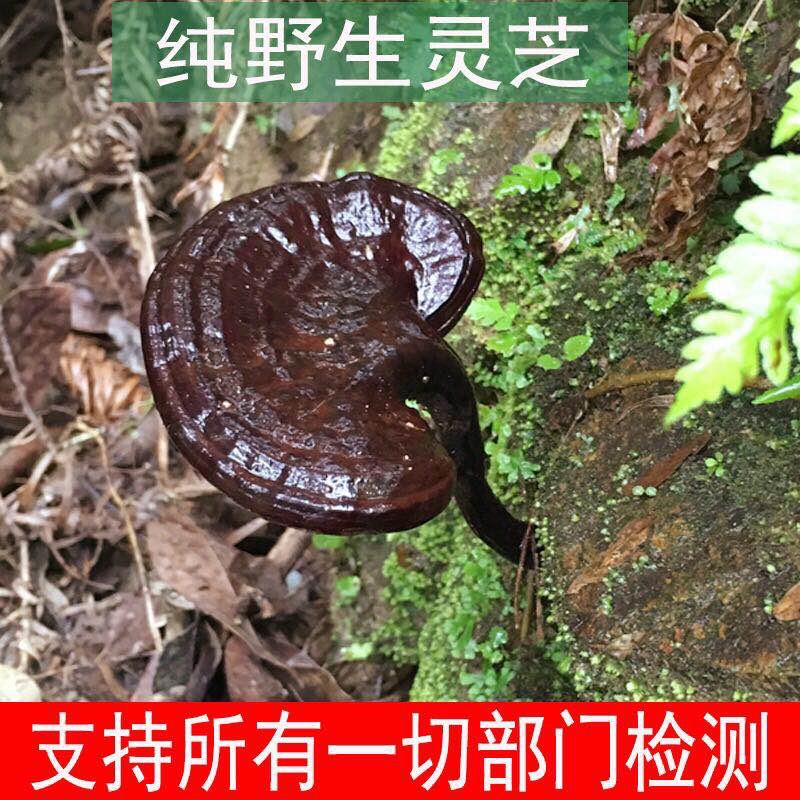 贵州省黔东南苗族侗族自治州黎平县野生灵芝