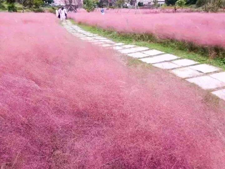 粉黛乱子草种子