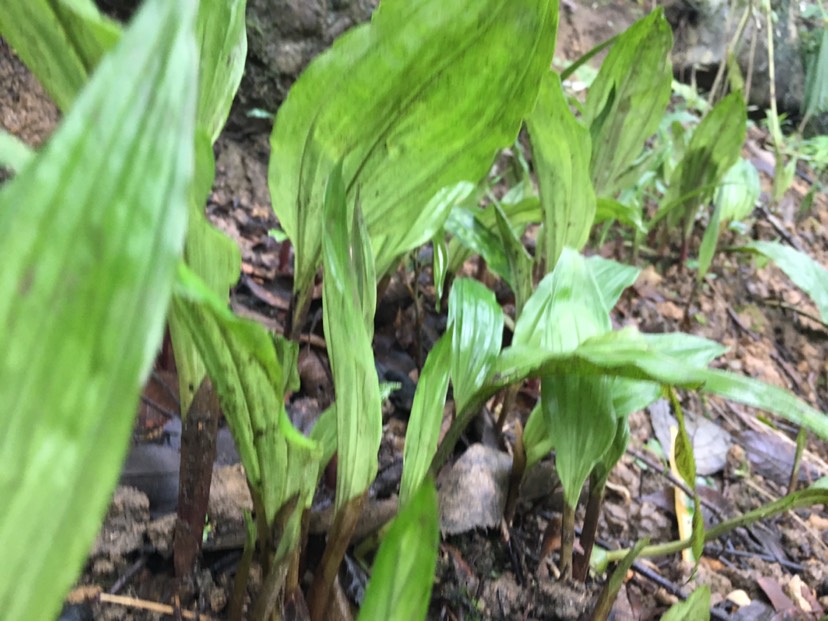 山慈菇