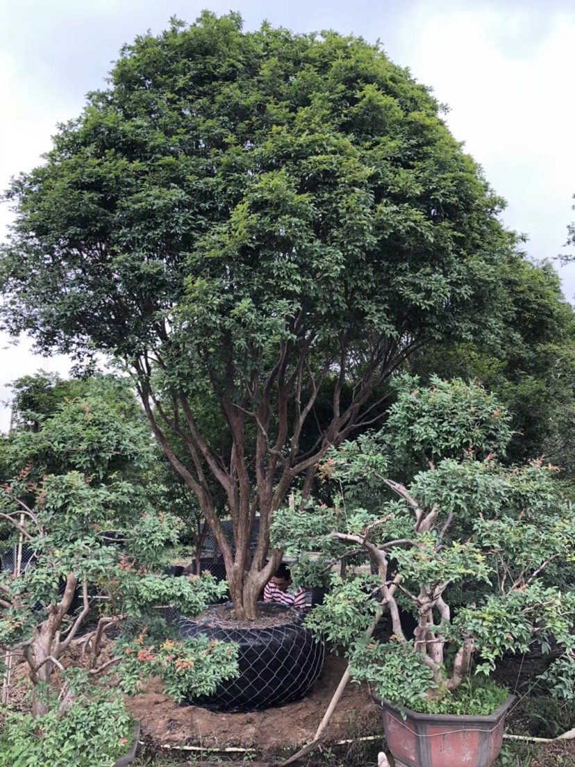 嘉宝果 