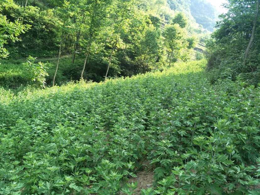 艾草