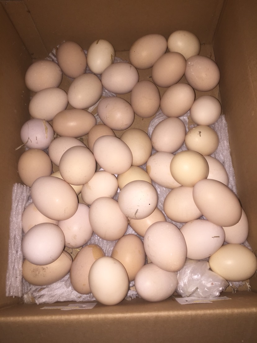 山东潍坊市坊子区土鸡蛋最新产地行情趋势|产