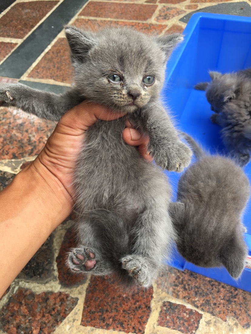 【蓝猫批发】蓝猫价格1200元/只 1只起批 - 惠农网
