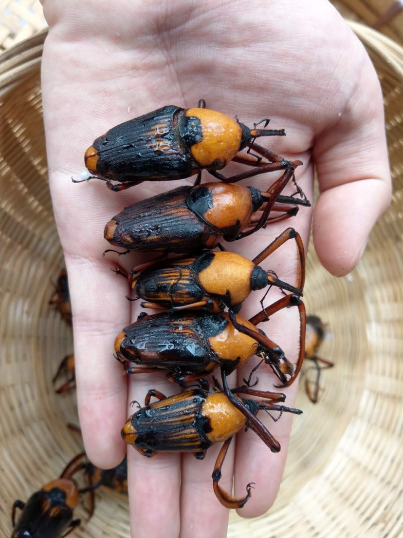 竹虫