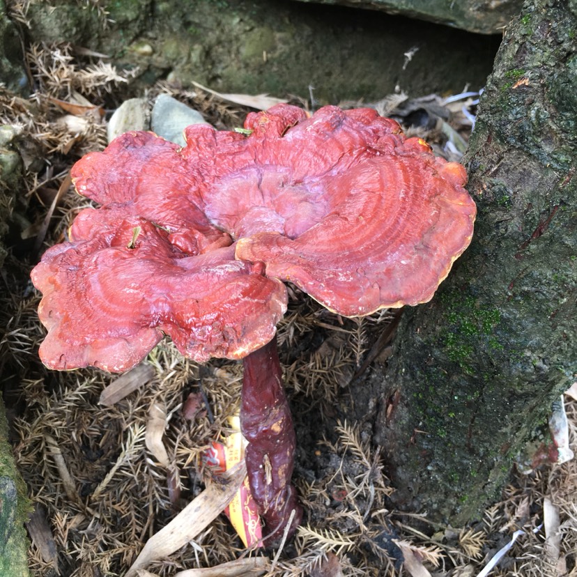 贵州灵芝批发_贵州灵芝供应_贵州灵芝价格 惠农网