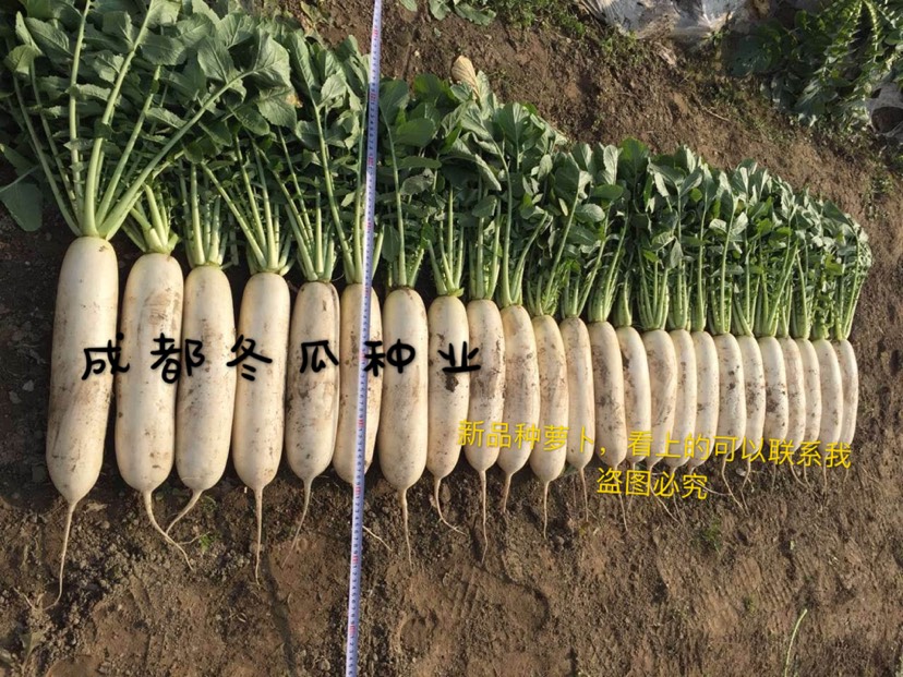 白萝卜种子 良种