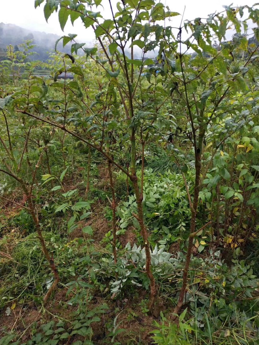 刺老芽 散装 露天 鲜货