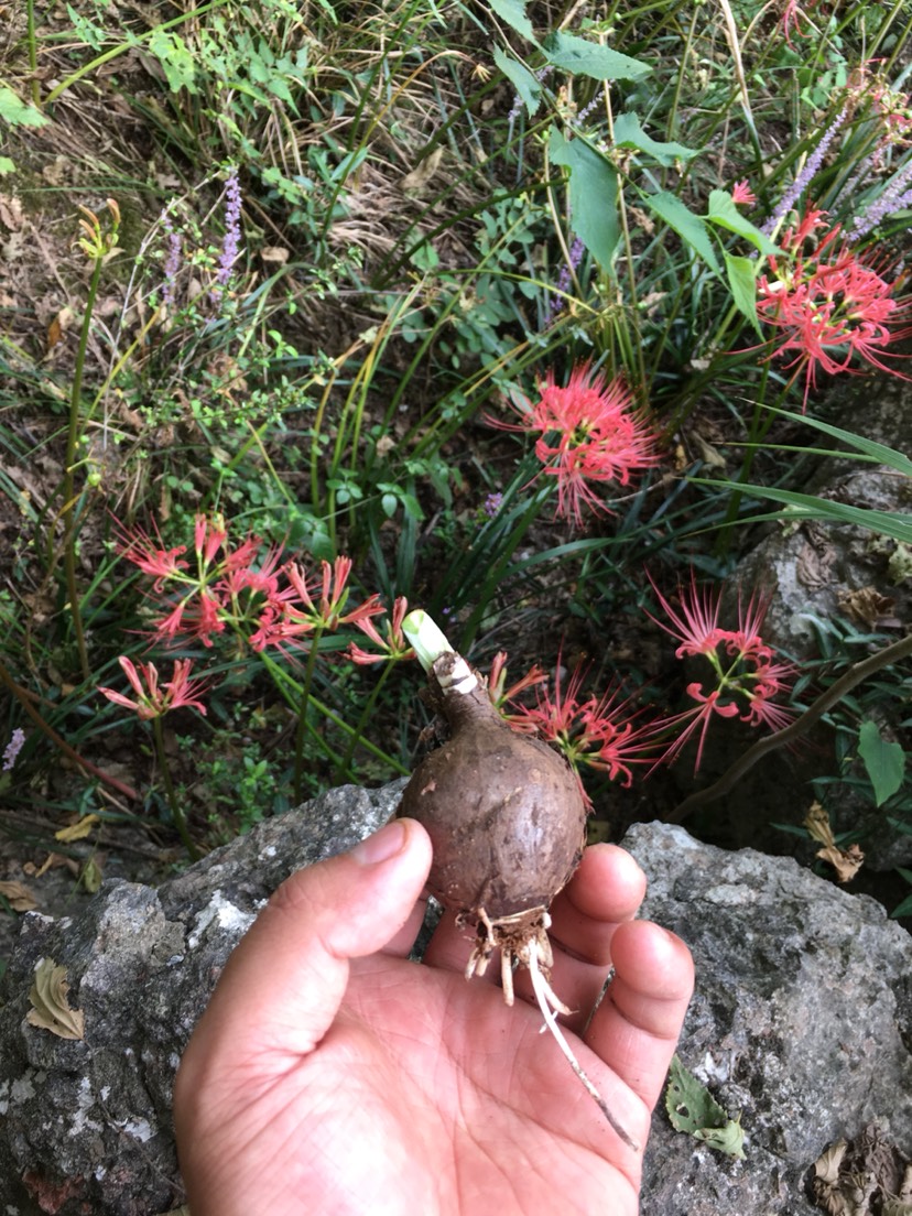 石蒜种子